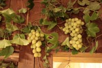 Dekoration auf dem Weinfest